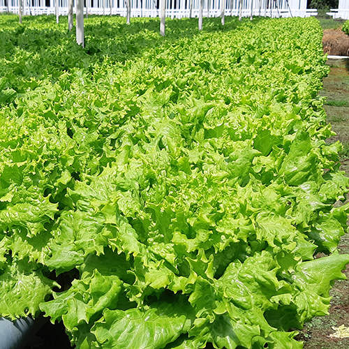 Lechuga Biritiba